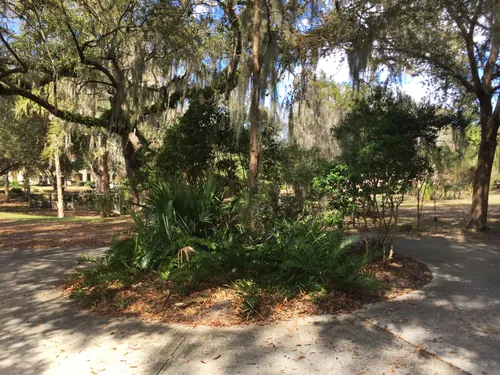 A shaded pathway with Spanish moss-draped trees