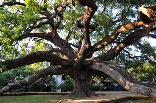 The ancient Treaty Oak spreads its massive octopus-like branches
