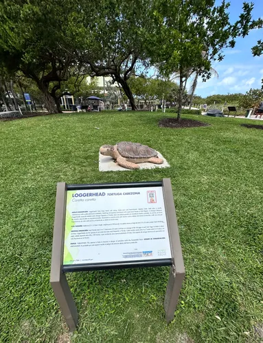 Informational display about local sea turtles
