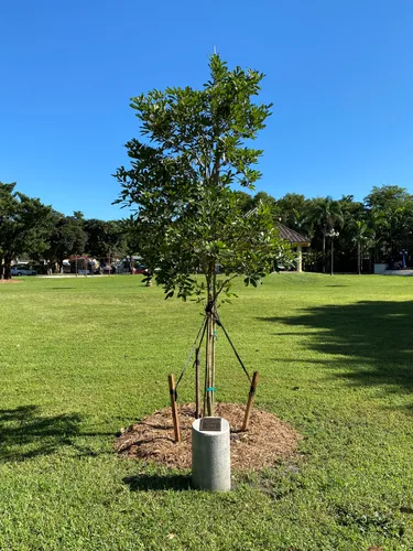 Young memorial tree on the park's open lawn