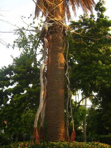 Tall palm tree with textured trunk