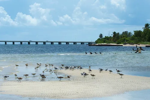 Seabirds gather on a sandy shore with Bear Cut Bridge seen in the distance