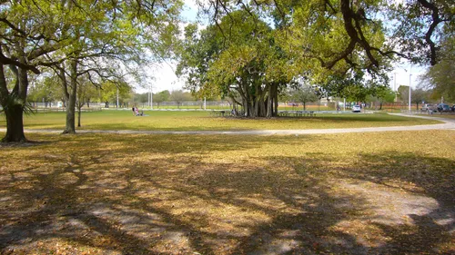Massive trees are found throughout the park