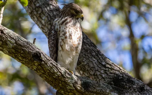 A red-shouldered hawk sits in the trees just north of the ball fields