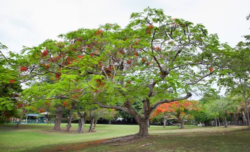 Sprawling tree with red blossoms on the grassy area