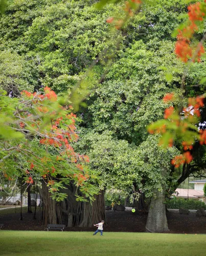 Kid with ball in front of majestic trees