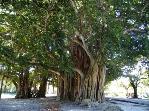 Impressive banyan trees with aerial roots at the park's western edge