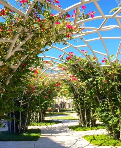 Flowering vines cascade over the sculptural white pergolas
