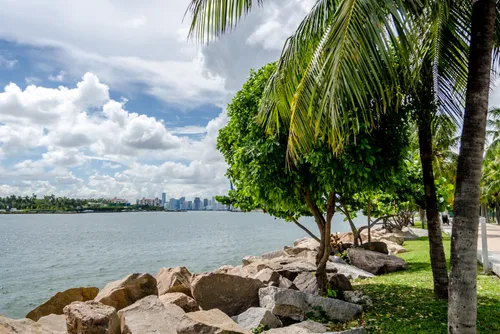 Waterfront with palm trees and rocks