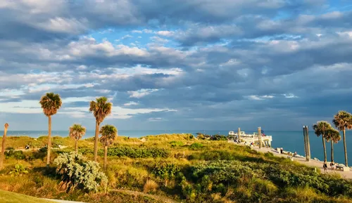 Vegetation in golden light under a dramatic sky