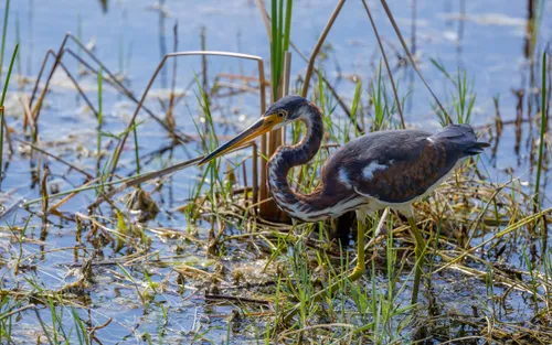 A heron on the hunt in shallow water