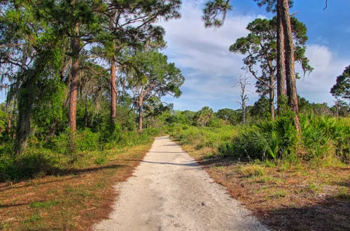 A sandy trail winds through the pine flatwoods at Boyd Hill