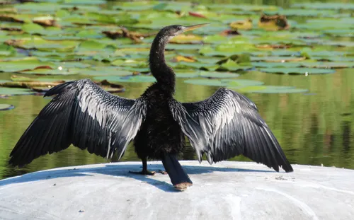 An anhinga spreads its wings to dry along the shore of Lake Maggiore