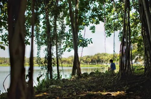 Shaded shore section under tall trees