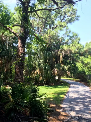 Dappled sunlight illuminates a path through lush subtropical vegetation