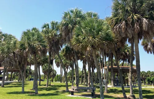 Dense palm trees near the park's south parking lot