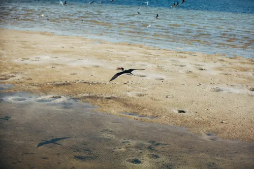 Shoreline with birds flying over shallow waters