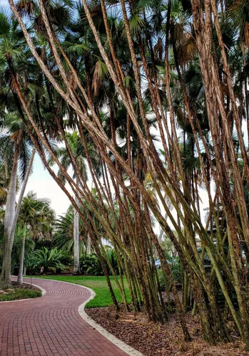 Pathway through the Gizella Kopsick Palm Arboretum