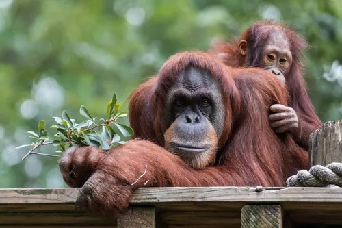 Orangutan mother and baby at Zoo Atlanta