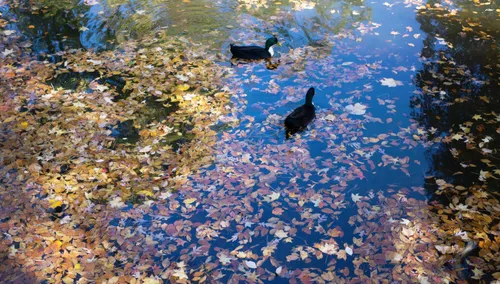 Ducks floating among fallen leaves on the pond surface