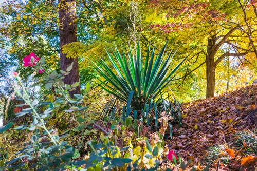 Vibrant fall foliage in the shaded park