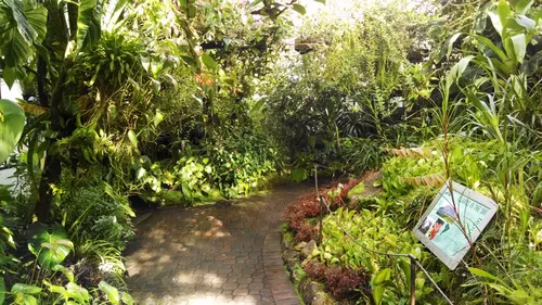 Sunlit garden path winding through diverse vegetation