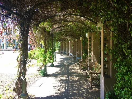 Vine-covered colonnade at Dorothy Chapman Fuqua Conservatory