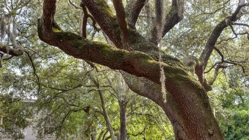 Twisted oak branches draped with Spanish moss create natural canopy