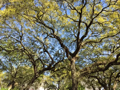 Mature trees provide natural shade under their canopy