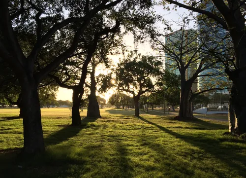 Evening light filters through trees onto grassy lawns