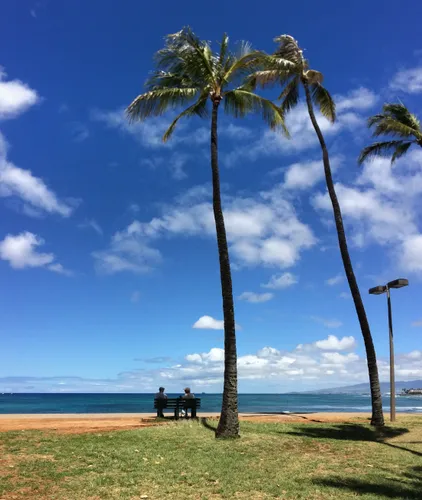 Tall palm trees stand against blue skies at the beachfront