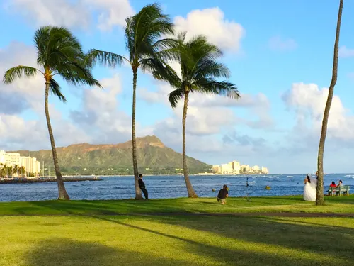Lush green lawn with swaying palms