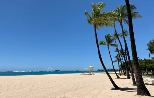 Palms lean into the wind on the beach