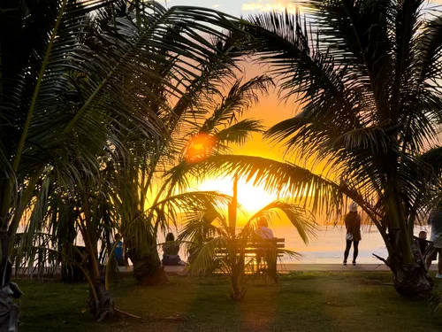 Sunset creates warm silhouettes through the trees
