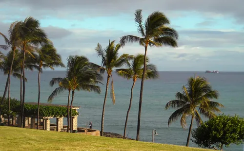 Leaning palms line the grassy waterfront area on a breezy day