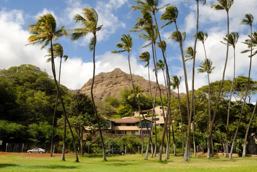 Tall palm trees in front of Diamond Head crater