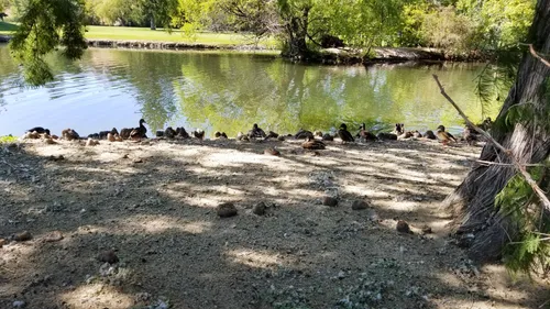 Ducks gather near the pond