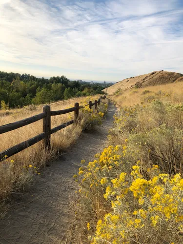 Scenic trail winds alongside golden wildflowers on Camel's Back Trail