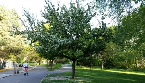 Walking paths beneath mature trees