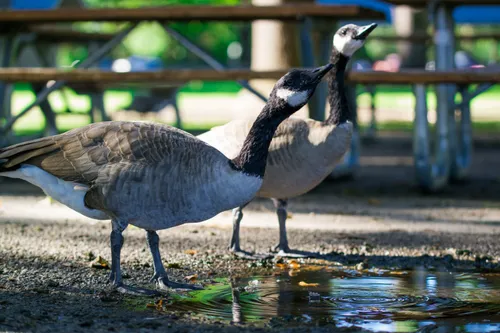 Canada geese gathered near benches