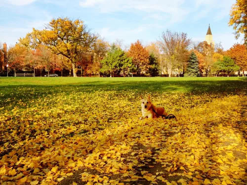 A dog enjoying the sea of golden autumn leaves on the ground