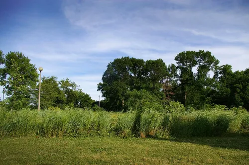 Tall grasses and natural vegetation inside the park