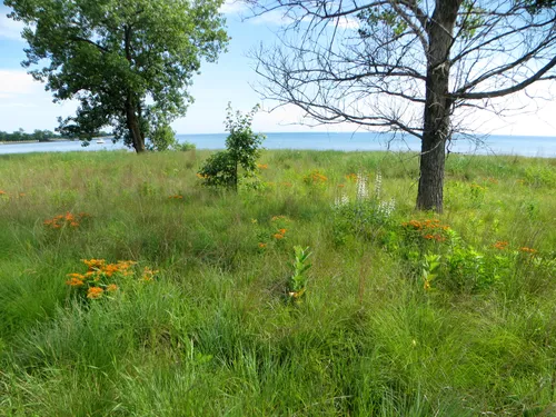 Prairie landscape with wildflowers