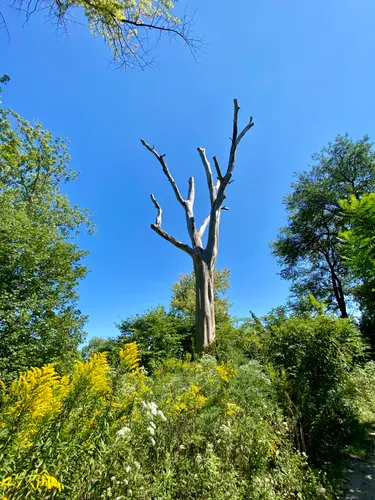 A stark dead tree reaches out into the sky