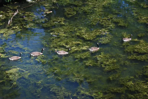 Ducks swimming among aquatic plants in park waters