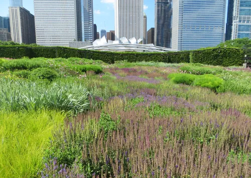 Native plantings in Lurie Garden