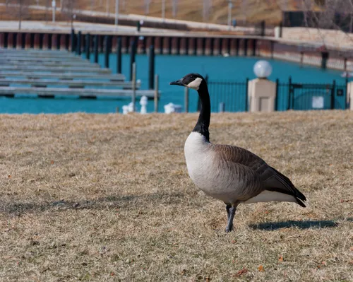 Canada goose pauses on the grass near the harbor