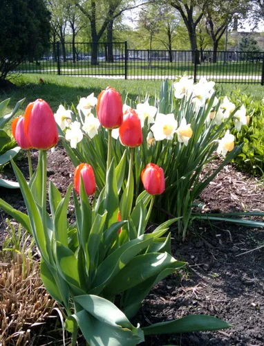 Vibrant tulips bloom in the park