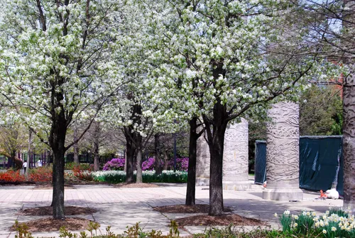 Spring blossoms bloom in the park