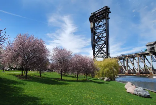 Blooming cherry trees near the railway bridge